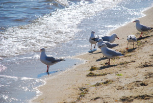 seagulls-at-the-beach