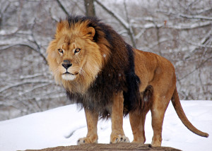 African_Lion_Panthera_leo_Male_Pittsburgh_2800px_adjusted