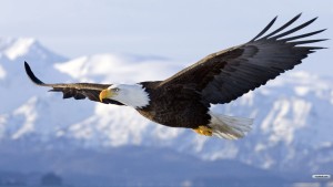 EAGLE